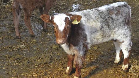 Whats In Your Livestock Shed Visits A £200k Suckler Shed Farmers Weekly