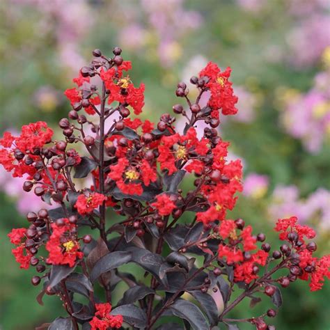 Bloomerang Dwarf Purple Lilac Proven Winners Colorchoice Flowering