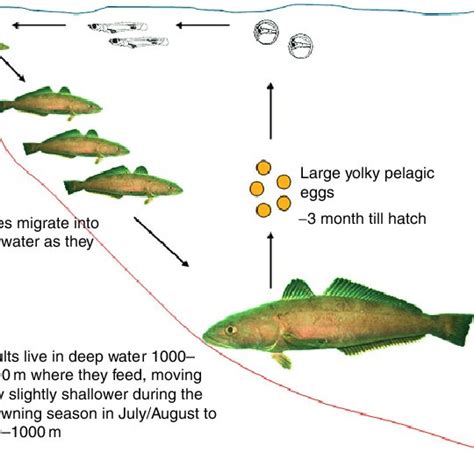 (PDF) The Patagonian Toothfish. Biology, Ecology and Fishery