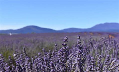 Lavender Fields Where To See The Most Beautiful Ones In Italy