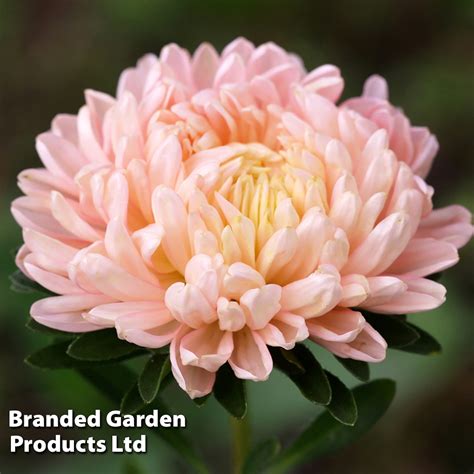 Callistephus Classic Salmon Rose Kew Flowerhouse Seed Collection