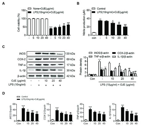 Effect Of Oje On A Cell Viability B No Generation And Mrna And