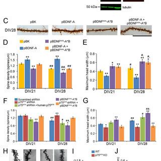 Probdnf Derived From Long Utr Bdnf Mrna Mediates Pruning And