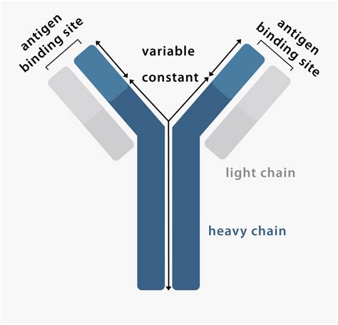 Antibody Graphic - Antibodies - Com - Parallel , Free Transparent ...