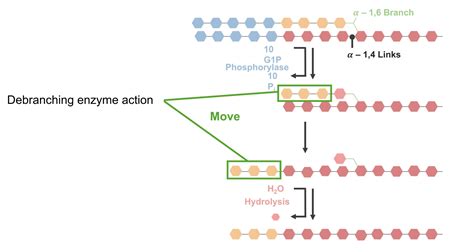 Glycogenesis And Glycogenolysis Concise Medical Knowledge