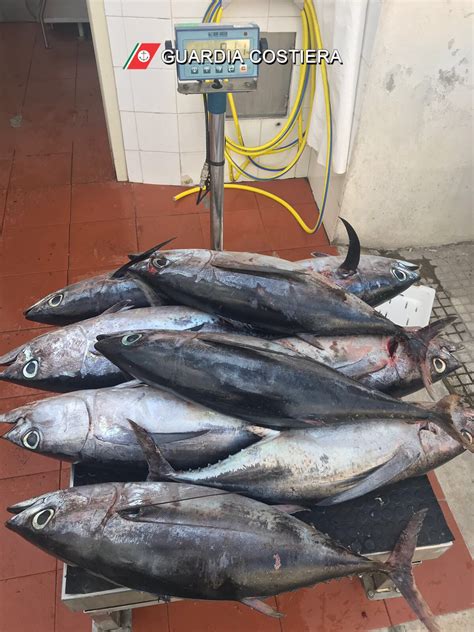 Lipari Me Sequestrata Spadara Di 8 Km Con 9 Esemplari Di Alalunga