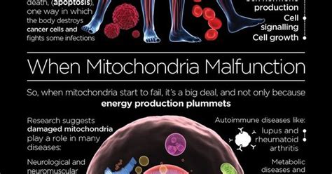 Meet Your Mitochondria Infographic Small Complex And Vital