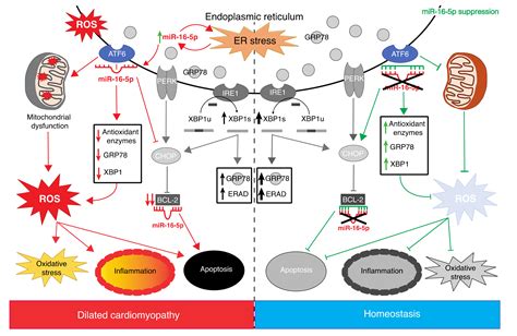 IJMS Free Full Text MiR 16 5p Suppression Protects Human