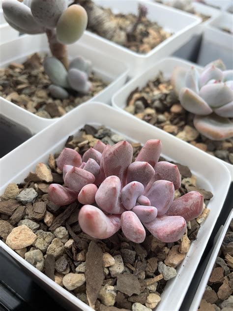 Graptoveria ‘topsy Debbie Rsucculents