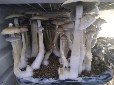 Cogumelo Mágico Psilocybe Cubensis MDK desidratados 3g Amostra Etno