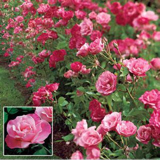 Rose Bushes Jackson Perkins - Garden Plant