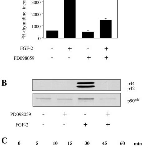 Effect Of Fgf On Dna Synthesis And Phosphorylation Of P Mapk And