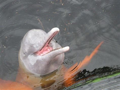 Le Dauphin Rose De L Amazonie Les Animaux Du Monde Entier