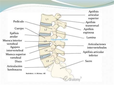 Vertebras Lumbares Columna Lumbar