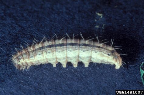 Identification of the Most Common Cutworms