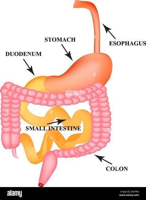 Organs Of The Gastrointestinal Tract Esophagus Stomach Duodenum Small Intestine Colon