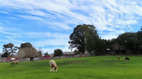 History Of Loma Vista Farm Loma Vista Farm