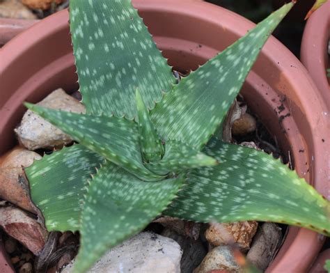 Aloe Immaculata 2020 12 30 Cm Pot This Plant Was Bought Flickr