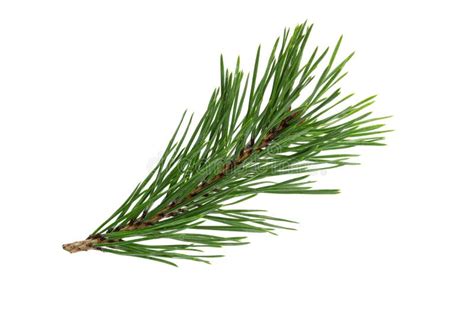 Green Natural Pine Branch Isolated On White Background Stock Photo