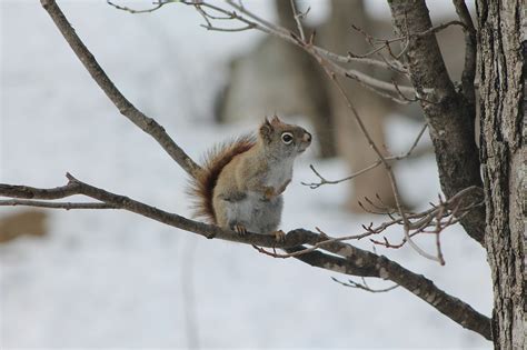 Winter Squirrel Tree - Free photo on Pixabay - Pixabay