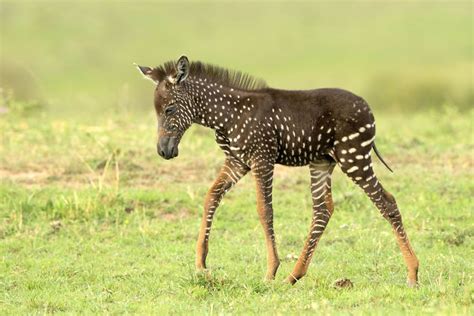 A Internet está apaixonada por este filhote de zebra que nasceu