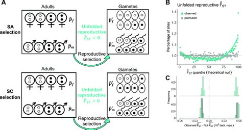 Partitioning Signals Of Sex Differential Selection Into Sa And Sc Download Scientific Diagram