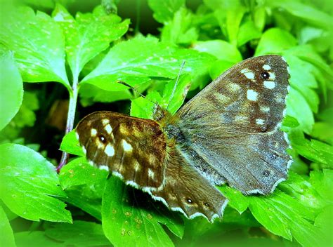 Sommerfuglbloggen Nordic Butterflies Flekket Ringvinge