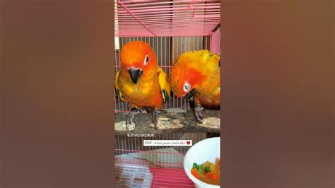 Sun Conure Sleeping Youtube