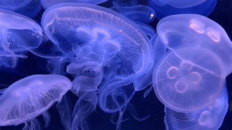 Are You Jelly Caring For Jellyfish CRITTERFACTS