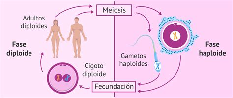 ¿qué Relación Hay Entre La Meiosis Y La Fertilidad