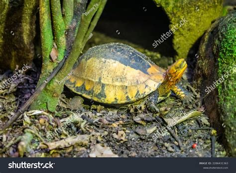 indochinese box turtle cuora galbinifrons species stock photo