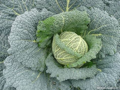 Wirsingkohl Im Garten Anbauen Gartenratgeber Net