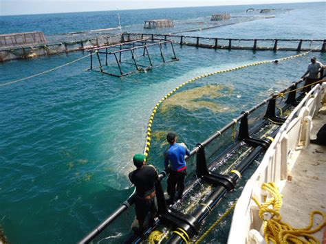 El Reto De La Maricultura En El Golfo De M Xico La Jornada Del Campo