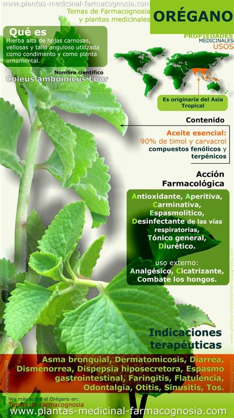 Propiedades Medicinales Del Orégano Infografías Y Remedios