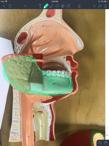 Digestive System Anatomy Flashcards Quizlet