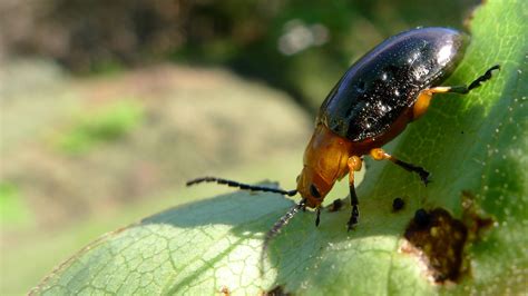 Leaf Beetles Climatewatch Australia Citizen Science App