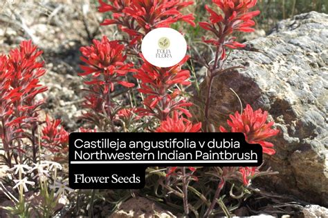300 Seeds Northwestern Indian Paintbrush Castilleja Angustifolia V