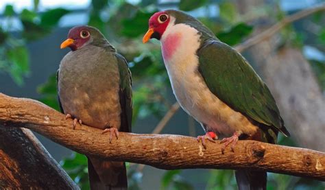 Jambu Fruit Dove Bird Facts And Information