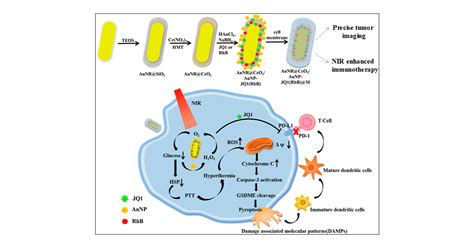 Near Infrared Triggered Self Accelerating Nanozyme Camouflaged With A