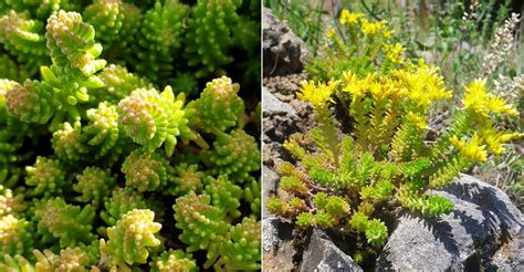 Sedum Sexangulare Tasteless Stonecrop World Of Succulents