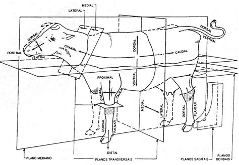 Anatomia Planos e eixos - Anatomia Veterinária I