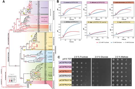 Function And Evolution Of Sugar Transporters