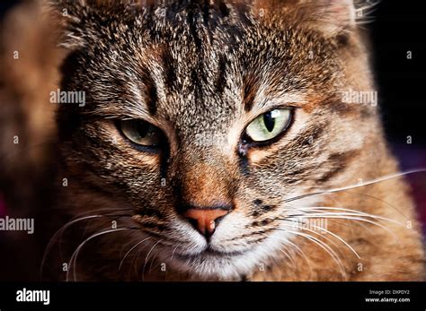 curious face of domestic cat Stock Photo - Alamy