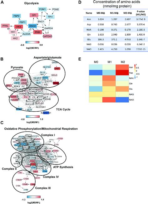 Protein And Metabolite Alteration In Glycolysis Tca Cycle