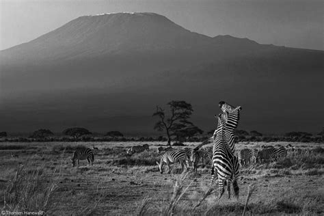 Amboseli National Park Kenya Africa Geographic