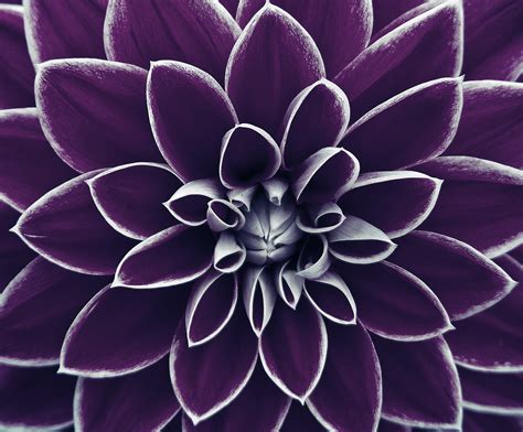 Close Up Photo Of Purple Petaled Flower Hd Wallpaper Wallpaper Flare