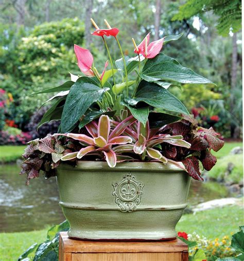 Anthuriums Form The Centerpiece Of This Arrangement And Are Surrounded