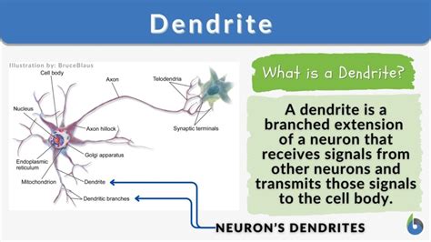 Dendrite Definition And Examples Biology Online Dictionary