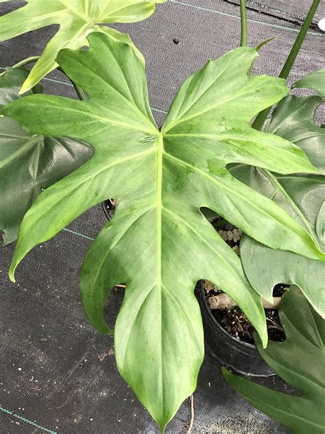 Philodendron Lacerum Deep Lobe Form Fairchild Tropical Botanic Garden