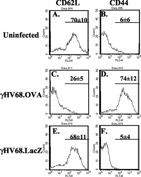 Do1110 T Cells Are Activated During Infection With Hv68ova